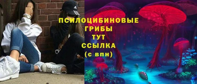 Галлюциногенные грибы Cubensis  Киселёвск 